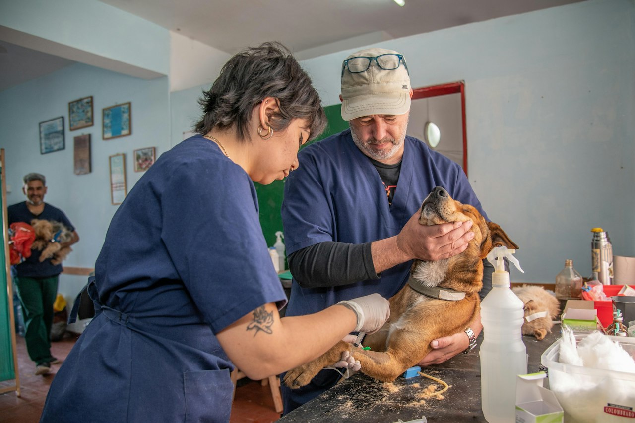 Deux vétérinaires examinant un chien sur une table de soins
