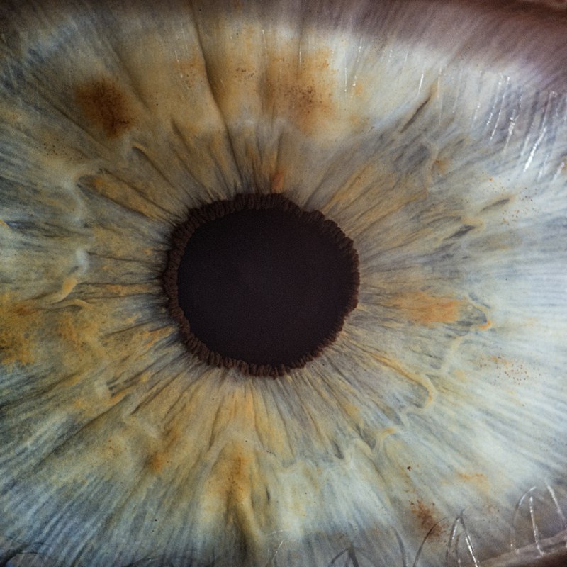 Gros plan sur un iris