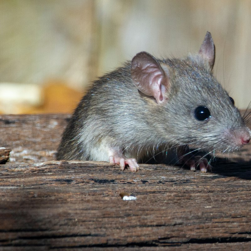 Rat posé sur une planche de bois